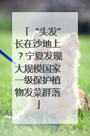 “头发”长在沙地上？宁夏发现大规模国家一级保护植物发菜群落