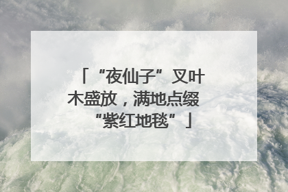 “夜仙子”叉叶木盛放，满地点缀“紫红地毯”