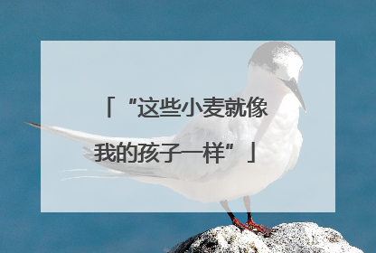“这些小麦就像我的孩子一样”