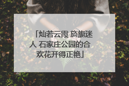 灿若云霞 旖旎迷人 石家庄公园的合欢花开得正艳