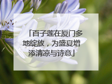 百子莲在厦门多地绽放，为盛夏增添清凉与诗意
