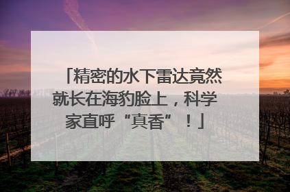 精密的水下雷达竟然就长在海豹脸上，科学家直呼“真香”！