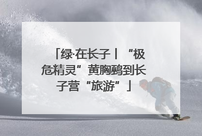 绿·在长子丨“极危精灵”黄胸鹀到长子营“旅游”
