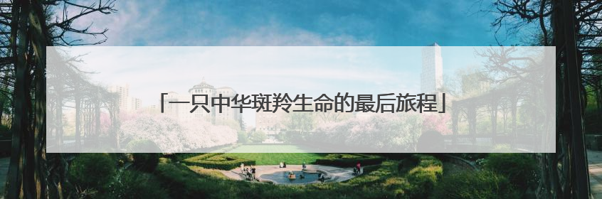 一只中华斑羚生命的最后旅程