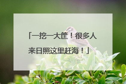 一挖一大筐！很多人来日照这里赶海！