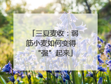 三夏麦收：弱筋小麦如何变得“强”起来