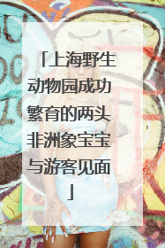 上海野生动物园成功繁育的两头非洲象宝宝与游客见面