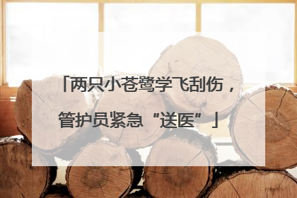 两只小苍鹭学飞刮伤，管护员紧急“送医”