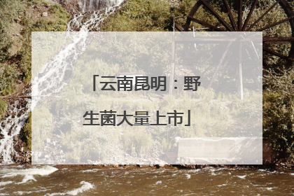 云南昆明：野生菌大量上市