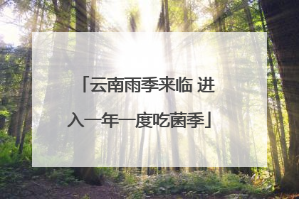 云南雨季来临 进入一年一度吃菌季