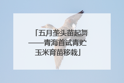 五月垄头苗起舞——青海首试青贮玉米育苗移栽