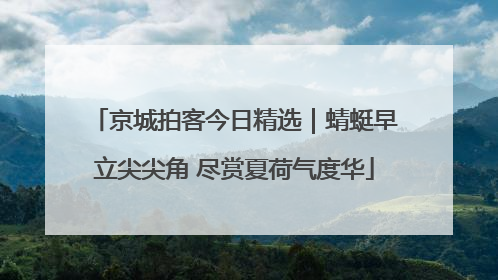 京城拍客今日精选｜蜻蜓早立尖尖角 尽赏夏荷气度华