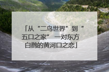 从“二鸟世界”到“五口之家” 一对东方白鹳的黄河口之恋