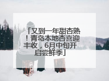 又到一年甜杏熟！青岛本地杏喜迎丰收，6月中旬开启尝鲜季