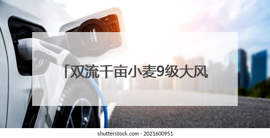 双流千亩小麦9级大风中倒伏 保险难撑“保护伞”？丨阳光帮忙