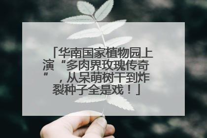 华南国家植物园上演“多肉界玫瑰传奇”，从呆萌树干到炸裂种子全是戏！