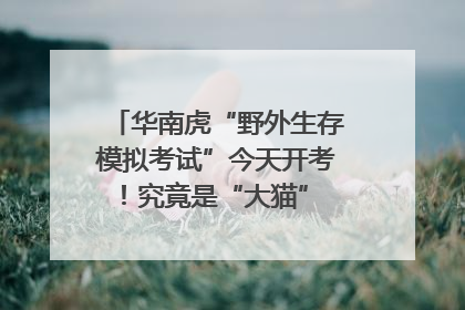 华南虎“野外生存模拟考试”今天开考！究竟是“大猫” 还是顶级猎食者？