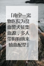 南宁一宠物医院为贫血警犬征集血源，多人带狗狗前来抽血配型