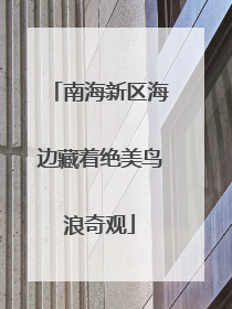 南海新区海边藏着绝美鸟浪奇观
