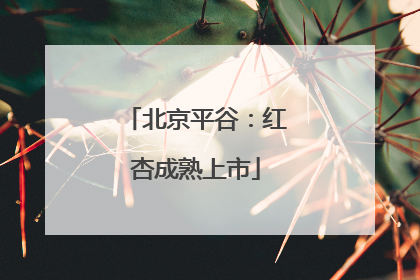 北京平谷：红杏成熟上市