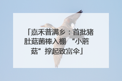 嘉禾普满乡：首批猪肚菇菌棒入棚 “小蘑菇”撑起致富伞