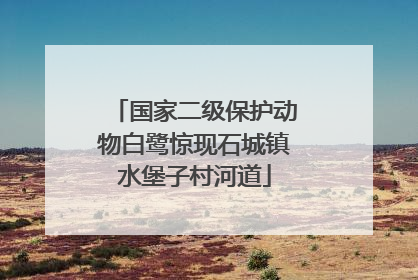 国家二级保护动物白鹭惊现石城镇水堡子村河道
