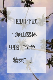 四川平武：深山密林里的“金色精灵”