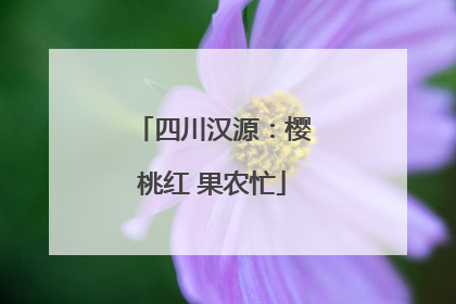 四川汉源：樱桃红 果农忙