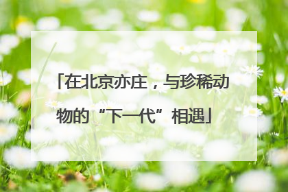 在北京亦庄，与珍稀动物的“下一代”相遇