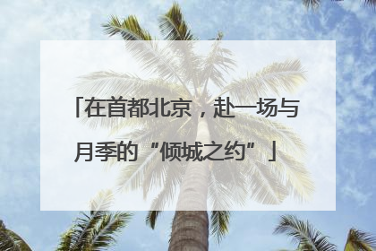 在首都北京，赴一场与月季的“倾城之约”