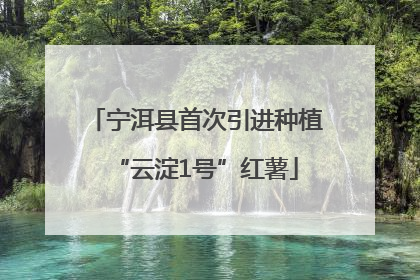 宁洱县首次引进种植“云淀1号”红薯