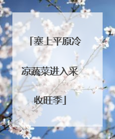 塞上平原冷凉蔬菜进入采收旺季