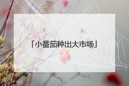 小番茄种出大市场
