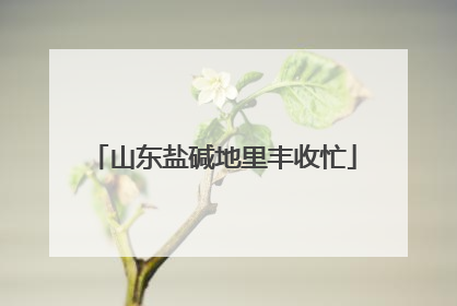山东盐碱地里丰收忙