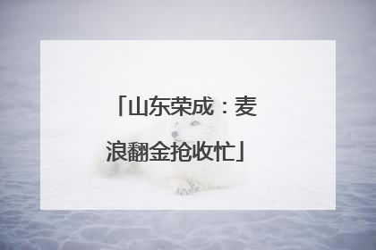 山东荣成：麦浪翻金抢收忙