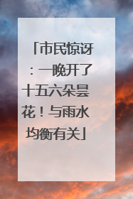 市民惊讶：一晚开了十五六朵昙花！与雨水均衡有关