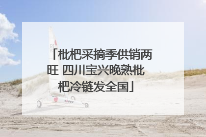 枇杷采摘季供销两旺 四川宝兴晚熟枇杷冷链发全国