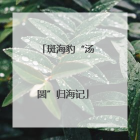 斑海豹“汤圆”归海记