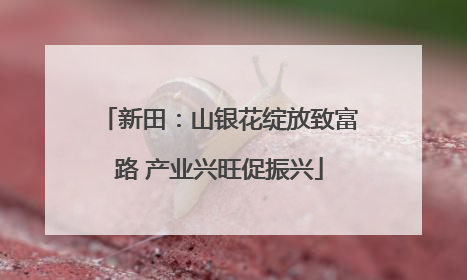 新田：山银花绽放致富路 产业兴旺促振兴