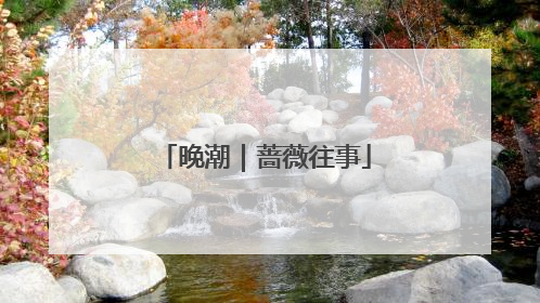 晚潮｜蔷薇往事