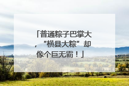 普通粽子巴掌大，“横县大粽”却像个巨无霸！