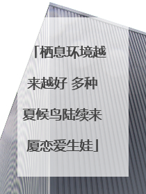 栖息环境越来越好 多种夏候鸟陆续来厦恋爱生娃