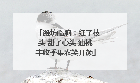 潍坊临朐：红了枝头 甜了心头 油桃丰收季果农笑开颜