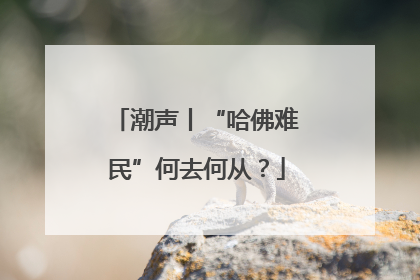 潮声丨“哈佛难民”何去何从？