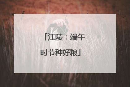江陵：端午时节种好粮