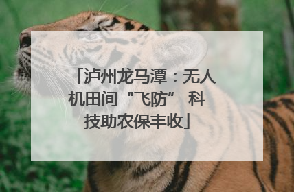 泸州龙马潭：无人机田间“飞防” 科技助农保丰收