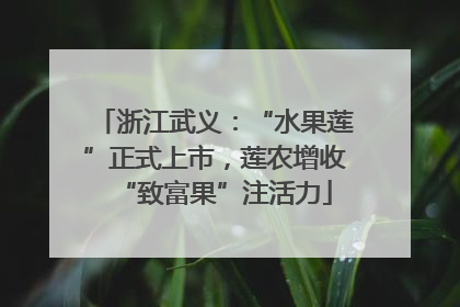 浙江武义：“水果莲”正式上市，莲农增收“致富果”注活力