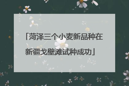 菏泽三个小麦新品种在新疆戈壁滩试种成功