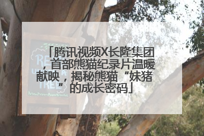 腾讯视频X长隆集团，首部熊猫纪录片温暖献映，揭秘熊猫“妹猪”的成长密码