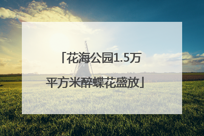 花海公园1.5万平方米醉蝶花盛放